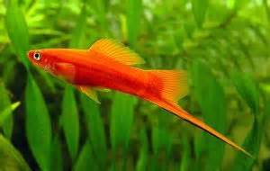 劍葉紅|紅劍魚:紅劍魚（Xiphophorus hellerii.var）又稱紅 